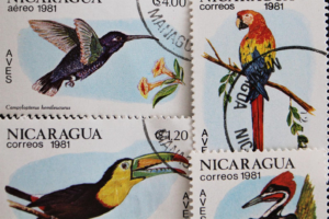 Central America Birds 1